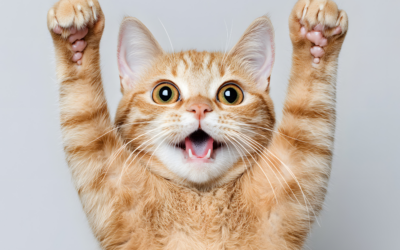 Gatos Soltos em Condomínios: O Que o Síndico Pode Fazer Para Garantir a Convivência